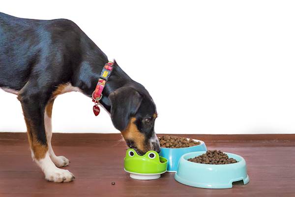 Food Bowl Aggression in Dogs: A Closer Look