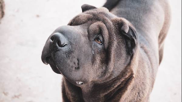Shar-Pei Recurrent Fever Syndrome: A Quick Overview