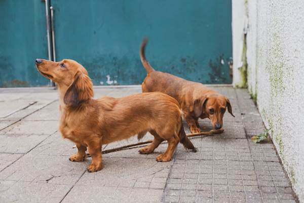 Everything You Need to Know Before Getting a Dachshund