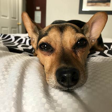 Important Pet Care Tips to Consider After Spaying on Your Pet Dog