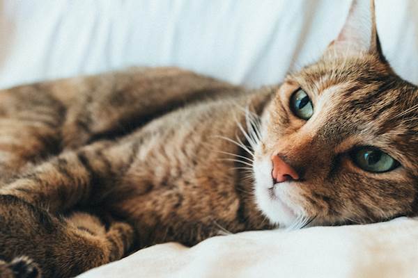 Post-Vaccination Sarcoma in Cats: A Closer Look