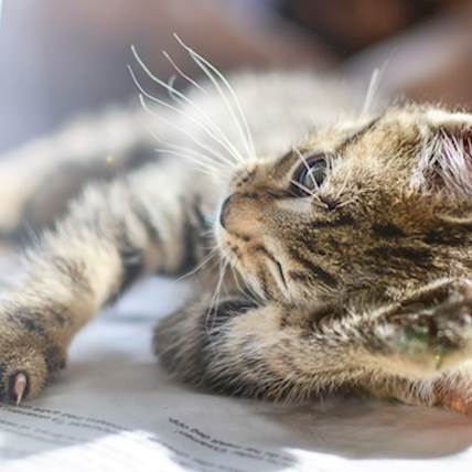 Frequent Urination in Cats: Causes and Treatment | PetCareRx