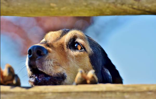 Coccidiosis in Dogs: A Detailed Guide