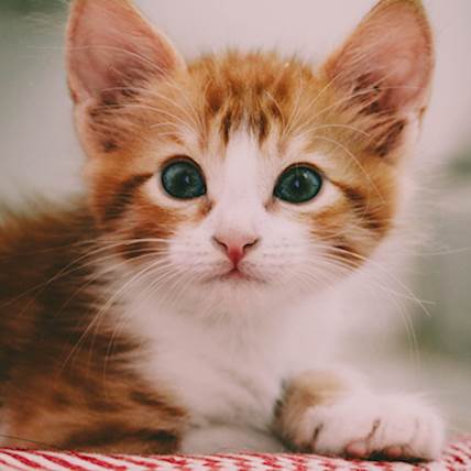 The Kitten to Cat Chronicles: A Timely Transition in Feline Nutrition