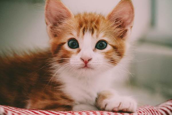 The Kitten to Cat Chronicles: A Timely Transition in Feline Nutrition