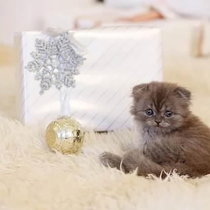 How to Introduce Your Pets to New Places and Family Members