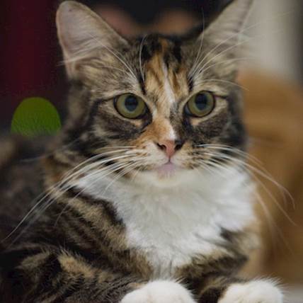 Image for The Link Between Hypertension and Kidney Disease in Cats