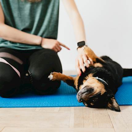 Arsenic Poisoning in Dogs: Symptoms, Diagnosis, and Treatment