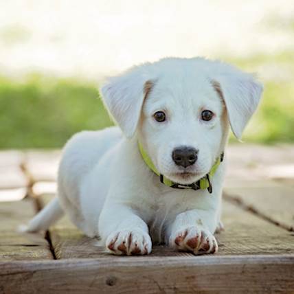 Symptoms of Canine Brucellosis 