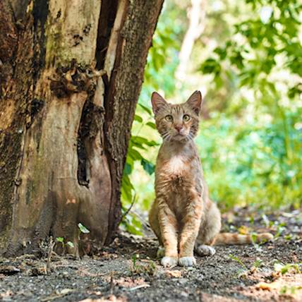 Image for Fireman Adopts a Stray Cat: Here’s How You Can Do the Same