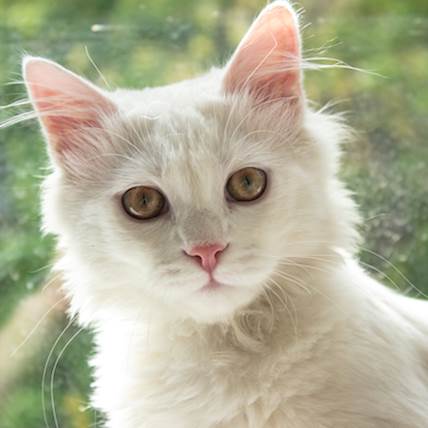 Understanding Feline Hepatic Lipidosis: The Silent Killer in Cats
