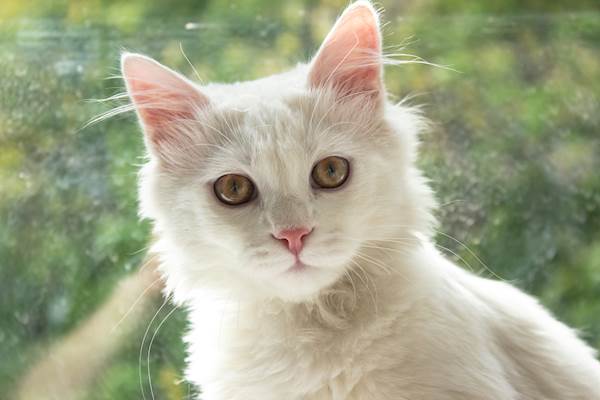 Understanding Feline Hepatic Lipidosis: The Silent Killer in Cats