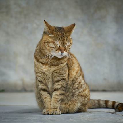 Ventricular Septal Defect in Cats: A Detailed Guide | PetCareRx
