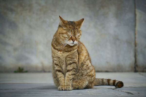 Ventricular Septal Defect in Cats: A Detailed Guide