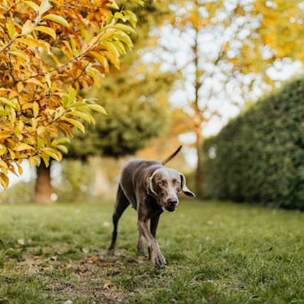 Common Fungal Infections That Affect Dogs