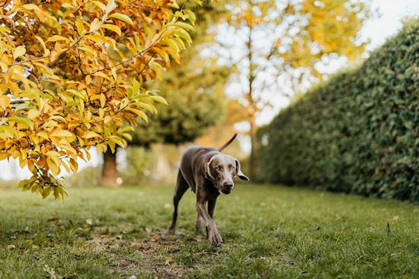 Common Fungal Infections That Affect Dogs