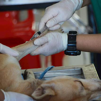 Amyloidosis in Dogs: Causes, Symptoms, and Treatment
