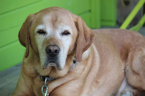 A List of Must-Have Items for Senior Dogs at Home