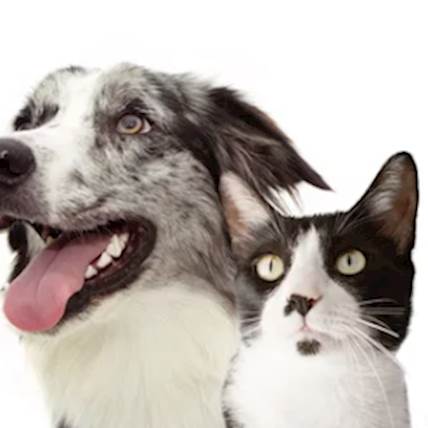 PetCareRx: A Pillar of Pet Health in Long Island