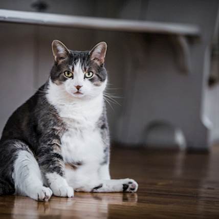 Managing Your Cat’s Weight Through Dietary Changes