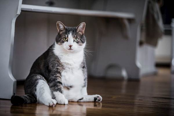 Managing Your Cat’s Weight Through Dietary Changes