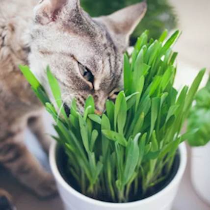 Cat's Enjoy Grass!