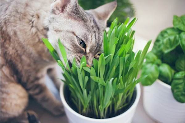 Cat's Enjoy Grass!