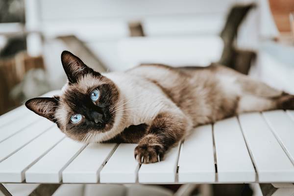 Siamese Cat Health Issues Owners Should Be Aware of