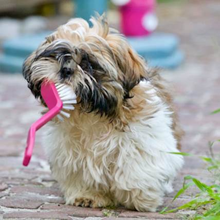 How You Can Maintain Your Dog’s Overall Hygiene