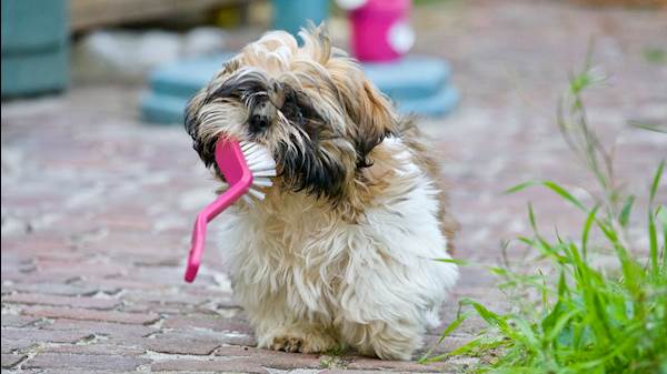 How You Can Maintain Your Dog’s Overall Hygiene