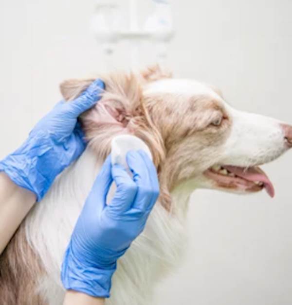 Antibiotics for Dog Ear Infections: The Complete Guide