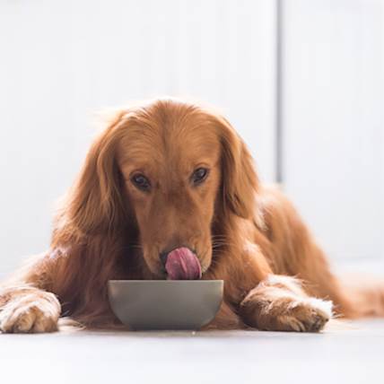 Keep Your Dog Guessing – Why It's a Good Idea to Have a Variety of Food Options for Your Dog