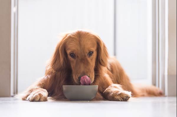 Keep Your Dog Guessing – Why It's a Good Idea to Have a Variety of Food Options for Your Dog