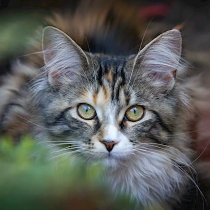 Nutritional Needs of Wild Cats: A Guide for Cat Owners