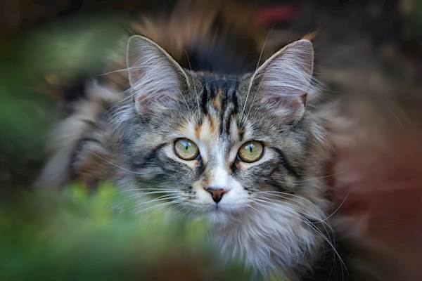 Nutritional Needs of Wild Cats: A Guide for Cat Owners