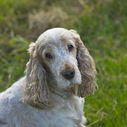 4 Best Hill’s Foods for Senior Dogs in 2024