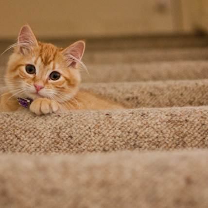 Scoliosis in Cats: A Quick Guide