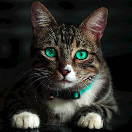 Image for Managing Feline Immunodeficiency Virus