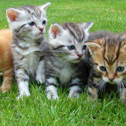Image for Hyperthyroidism In Cats: An Endocrine Disease