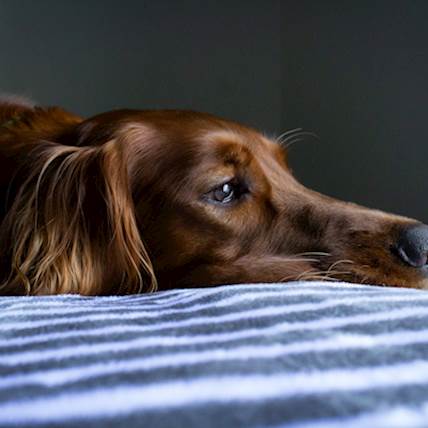 How to Care for Your Dog After Surgery PetCareRx