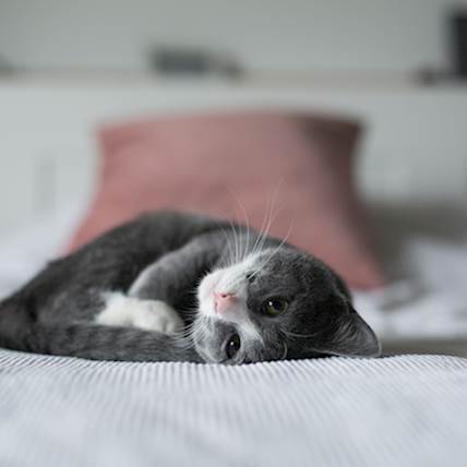 Chorioretinitis in Cats: Causes, Symptoms, and Treatment