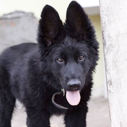 Joint Cancer (Synovial Sarcoma) in Dogs