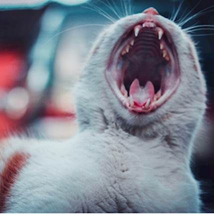 Image for Meow to Ow… Dealing with a Teething Kitten