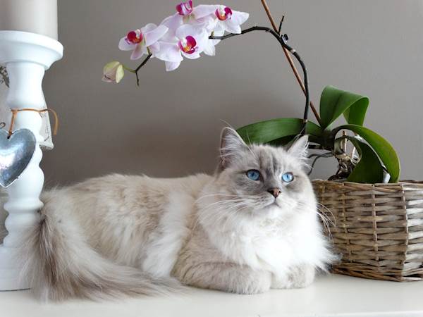 Healthy Weight Loss Tips for Indoor Cats