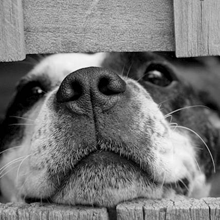 Is Salmonella Uncommon In Pets?