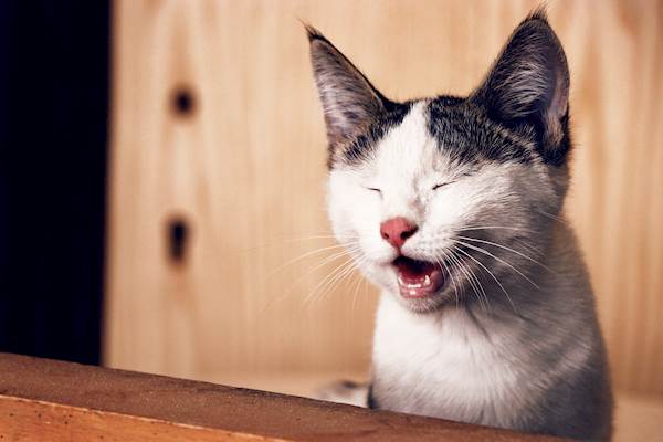 Can Your Cat Get Migraines?