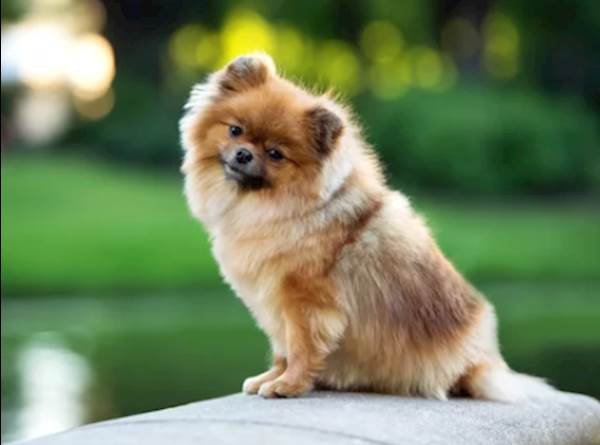 Small Breeds of Dogs
