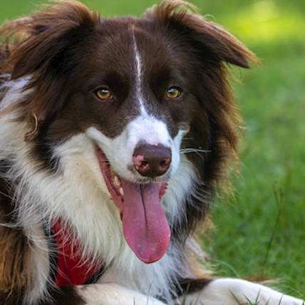 Image for Can Periodontitis Spoil Your Dog's Jaw Bone?