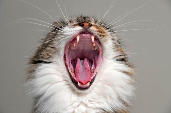 Teeth Grinding in Cats: Is It a Serious Problem?