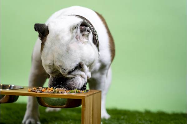 How to Help Your Dog Gain Weight